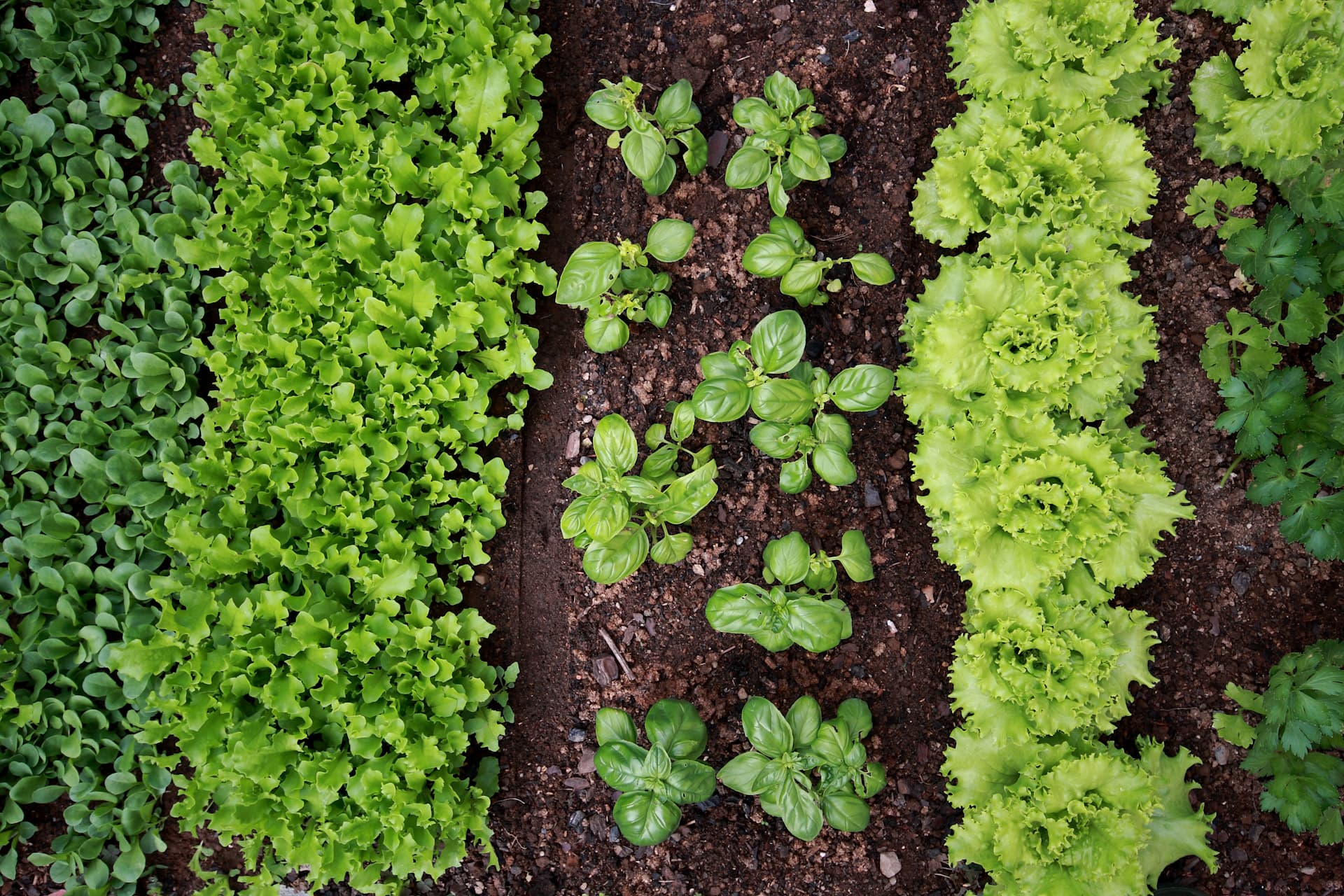 Potager-jardin-jardinage-salades