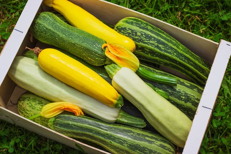 courgette-potager