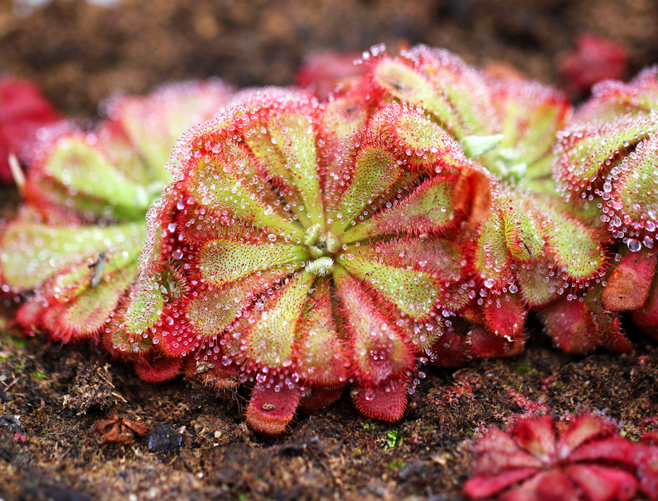 Plante_drosera