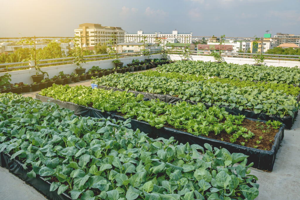 Potager urbain